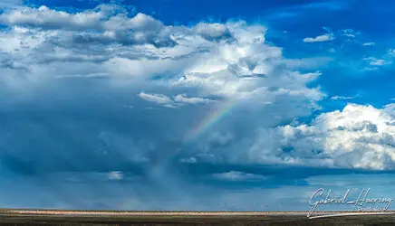 Flamingo in Lake Natron conservation, Tanzania, photographed during a guided photographic safari.
