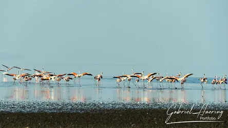 Flamingo in Lake Natron conservation, Tanzania, photographed during a guided photographic safari.