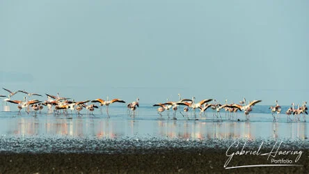 Flamingo in Lake Natron conservation, Tanzania, photographed during a guided photographic safari.