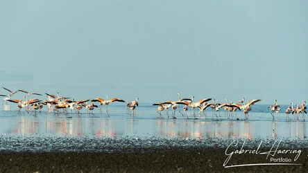 Flamingo in Lake Natron conservation, Tanzania, photographed during a guided photographic safari.