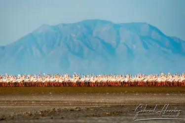 Flamingo in Lake Natron conservation, Tanzania, photographed during a guided photographic safari.