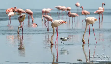 Flamingo in Lake Natron conservation, Tanzania, photographed during a guided photographic safari.