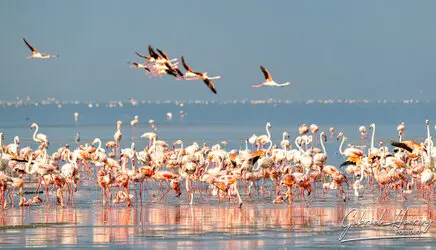 Flamingo in Lake Natron conservation, Tanzania, photographed during a guided photographic safari.