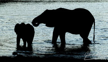 Elephant mum with cub in Mkomazi National Park, Tanzania, photographed during a guided photographic safari.