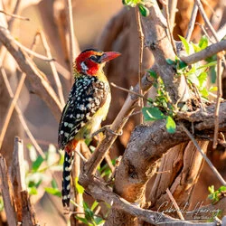 Red and yellow barbet portrait in Mkomazi National Park, Tanzania, photographed during a guided photographic safari.