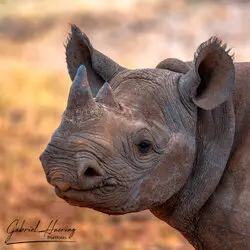 Black Rhino portrait in Mkomazi National Park, Tanzania, photographed during a guided photographic safari.
