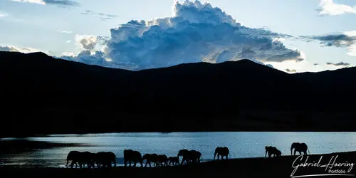 Elephant herd in Mkomazi National Park, Tanzania, photographed during a guided photographic safari.