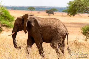 Elephant in Tarangire National Park, Tanzania, photographed during a guided photographic safari.