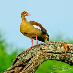 Biding in Tarangire National Park, Tanzania, photographed during a guided photographic safari.