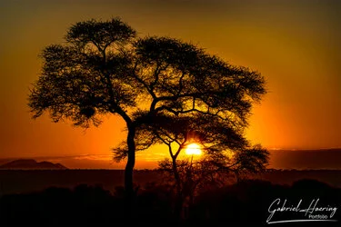 Sunrise in Tarangire National Park, Tanzania, photographed during a guided photographic safari.