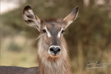 Waterbuck female portrait in Tarangire National Park, Tanzania, photographed during a guided photographic safari.