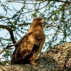Eagle resting on a tree branch in Tarangire National Park, Tanzania, photographed during a guided photographic safari.
