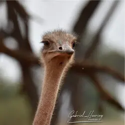 Ostrich portrait in Tarangire National Park, Tanzania, photographed during a guided photographic safari.