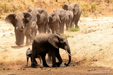 Elephant family in Tarangire National Park, Tanzania, photographed during a guided photographic safari.