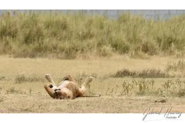 Lion in Ngorongoro Crater, Tanzania, photographed during a guided photographic safari.