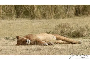 Lion in Ngorongoro Crater, Tanzania, photographed during a guided photographic safari.