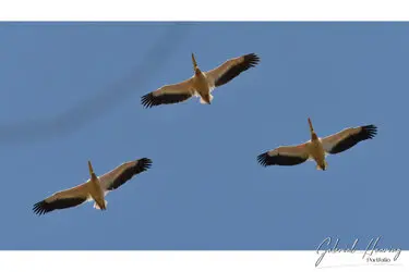 Pelicans fliying over Ngorongoro Crater, Tanzania, photographed during a guided photographic safari.