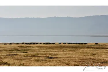 Wildbeast herd in Ngorongoro Crater, Tanzania, photographed during a guided photographic safari.