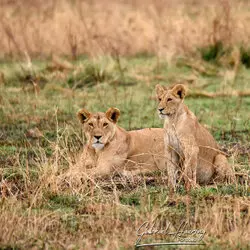 Sunrise in Serengeti National Park, Tanzania, photographed during a guided photographic safari.