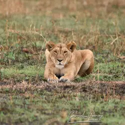 Sunrise in Serengeti National Park, Tanzania, photographed during a guided photographic safari.