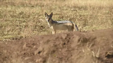 Sunrise in Serengeti National Park, Tanzania, photographed during a guided photographic safari.
