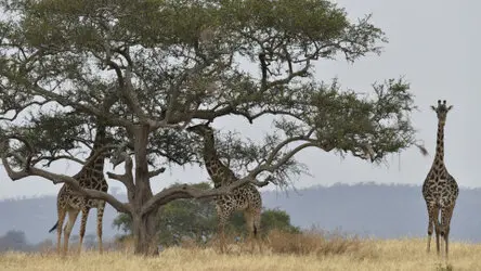 Sunrise in Serengeti National Park, Tanzania, photographed during a guided photographic safari.