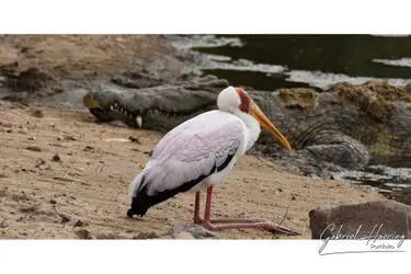 Sunrise in Serengeti National Park, Tanzania, photographed during a guided photographic safari.