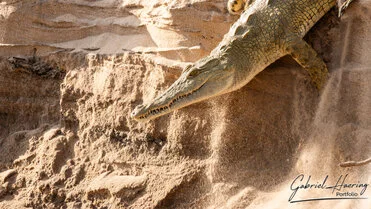 Crocodile can be observed in Nyerere National Park during a private photographic safari