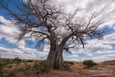 Nice baobab can be observed in Ruaha National Park during a private photographic safari