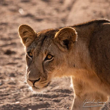 Lion can be observed in Ruaha National Park during a private photographic safari
