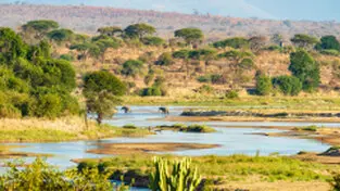 Beautiful lanscape can be observed in Ruaha National Park during a private photographic safari