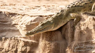 Crocodile can be observed in Nyerere National Park during a private photographic safari