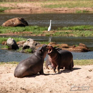 Hippo can be observed in Ruaha National Park during a private photographic safari