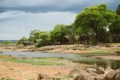 Ruaha River Lodge immerso tra alberi e rive del Great Ruaha River in Tanzania