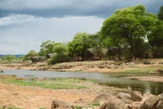 Ruaha River Lodge immerso tra alberi e rive del Great Ruaha River in Tanzania