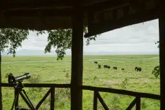 View from Katavi Wildlife Camp veranda across open plains with buffaloes in the distance