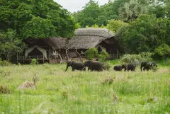 Elephant herd moving through green grass in front of Katavi Wildlife Camp, Tanzania wildlife photography
