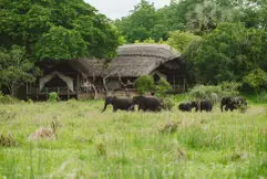 Elephant herd moving through green grass in front of Katavi Wildlife Camp, Tanzania wildlife photography