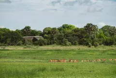 Plains wildlife grazing near Katavi Wildlife Camp in remote Western Tanzania