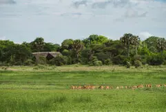 Plains wildlife grazing near Katavi Wildlife Camp in remote Western Tanzania