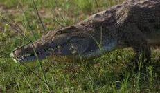 Crocodiles can be observed in Katavi National Park during a private photographic safari