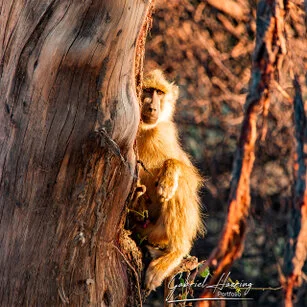 Monkey can be observed in Ruaha National Park during a private photographic safari