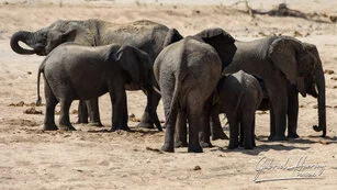 Elephant can be observed in Ruaha National Park during a private photographic safari
