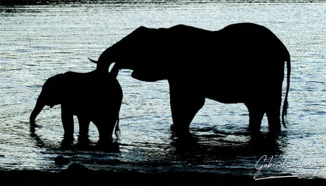 African elephant photographed during a bespoke Tanzania photo safari in Mkomazi National Park