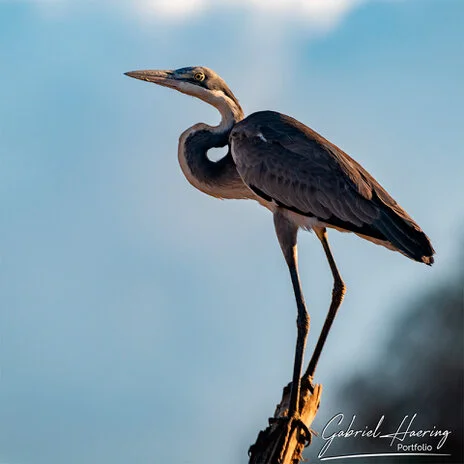 Birdlife in Mkomazi National Park captured on a bespoke wildlife photography safari in Tanzania