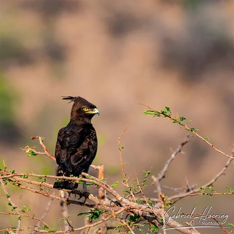 Birdlife in Mkomazi National Park captured on a bespoke wildlife photography safari in Tanzania