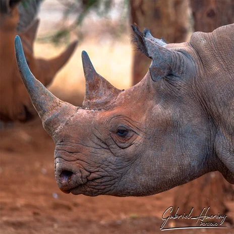 Black rhino in Mkomazi National Park photographed on a bespoke photographic safari in Tanzania