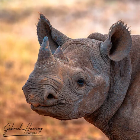 Black rhino in Mkomazi National Park photographed on a bespoke photographic safari in Tanzania