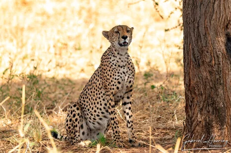 Cheetah sighting during a photographic safari in Tarangire’s open savannah.