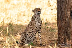 Cheetah sighting during a photographic safari in Tarangire’s open savannah.